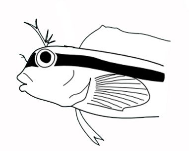 Parablennius rouxi_01